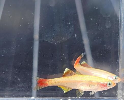 24K White Cloud Mountain Minnow- Tanichthys albonubes- 5 Pack in Saudi Arabia