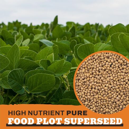 Forage Soybean Food Plot Seeds, Round-Up Ready, 10lb Bag, G1653 in Saudi Arabia