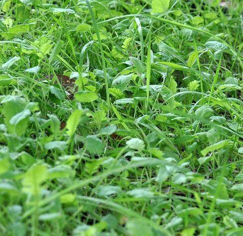 Whitetail Institute BowStand Deer Food Plot Seed، العلف السنوي المصمم لجذب الغزلان إلى قطع الطعام الصغيرة البعيدة لصيد القوس، يمكن زراعته باستخدام الأدوات اليدوية، 4 رطل (4500 قدم مربع) in Kuwait