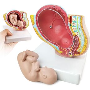 NEW HORIZON Medical Anatomical Pregnant Human Female Pelvis with Pregnancy 9 Months Baby Fetus Mode 1/2 Life Size with Removable Organs, 2-Parts, Hand Painted