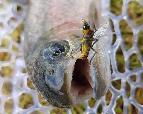 Realistic Fly Fishing Flies Set Dry Fly Mosquitos Set of 12 Flies Handmade Rainbow Trout Fishing Lure kit Flyfishing in Saudi Arabia