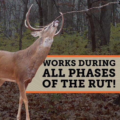 HODAG Rut Scent for Deer Hunting - Whitetail Buck Attractant 8 oz in Saudi Arabia
