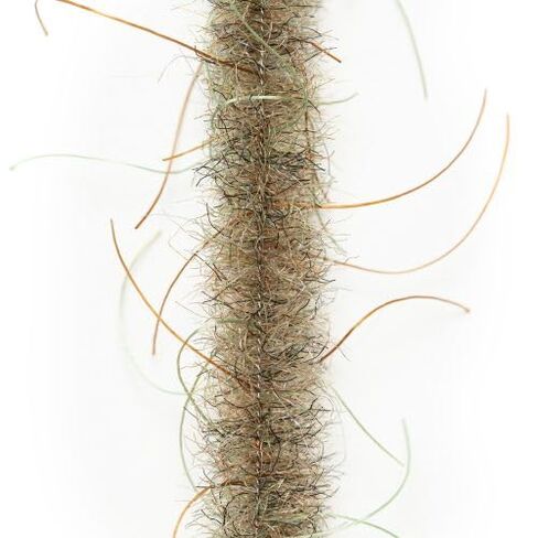 EP Wooly Critter Brush - Sculpin, 2-Pack in Kuwait