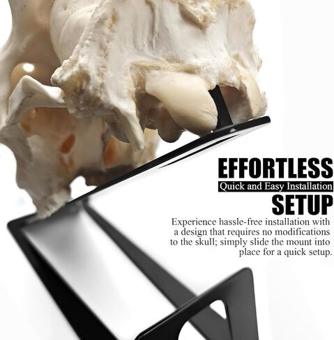 European Mount Skull Hanger Stand for Tabletop Desk, Heavy Duty in Kuwait