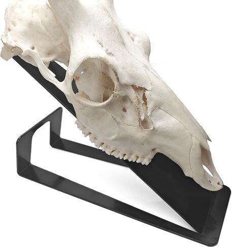 European Mount Skull Hanger Stand for Tabletop Desk, Heavy Duty in Kuwait