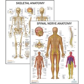 2 PACK Skeletal and Spinal Nerves Anatomy Poster Set, LAMINATED, Anatomy and Physiology Poster, 17.3 x 22.5 Inches, Skeletal System Diagram, Human Anatomical Chart, Body Poster