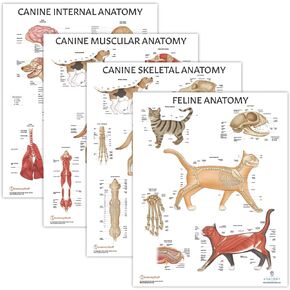 4 PACK Canine Anatomy and Feline Anatomy Poster Set, LAMINATED, Veterinary Anatomy Physiology, 17.3 x 22.5 Inches, Anatomical Diagram for Education and Students, Veterinary Anatomy Poster Set