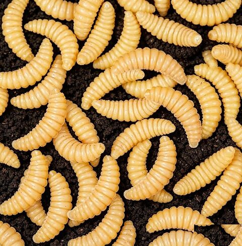 500 Pcs Fake Maggots Fake Wax Worms Soft Plastic Maggot Baits Bread Worm Fish Lure False Wax Worm Fishing Lures Baits for Fishing Bass, Halloween Decoration in Kuwait