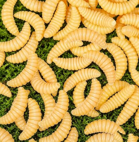 500 Pcs Fake Maggots Fake Wax Worms Soft Plastic Maggot Baits Bread Worm Fish Lure False Wax Worm Fishing Lures Baits for Fishing Bass, Halloween Decoration in Kuwait