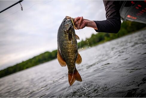 Berkley PowerBait Pro Twitchtail Minnow Fishing Bait, Smelt, 3in | 8cm, Irresistible Scent & Flavor, Realistic Profile, Ideal for Bass, Walleye, Trout and More in Kuwait