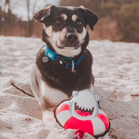 Max & Molly's Snuggles Dog Toy for Small to Medium Dogs, Includes Rope Chew for Soft Play & Teething Puppies, Light, Squeaky, Cute and Interactive Toys for Pets - Frenzy The Shark in Saudi Arabia