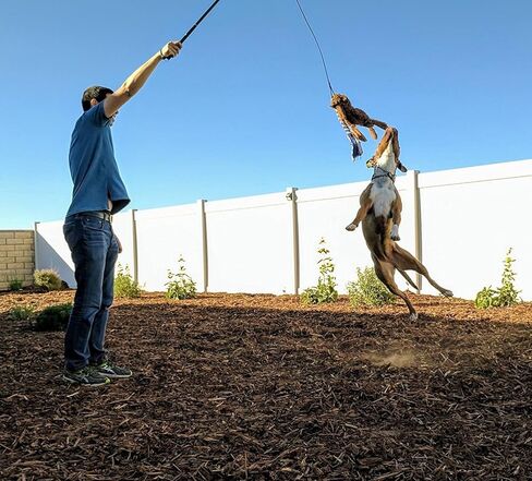 ألعاب الكلاب التفاعلية من أمييس - عمود مغازلة قابل للتمديد مع قطعتين من الحبال المضفرة للترفيه في الهواء الطلق والتدريب والتمرين in Kuwait