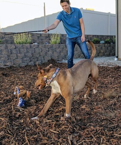 ألعاب الكلاب التفاعلية من أمييس - عمود مغازلة قابل للتمديد مع قطعتين من الحبال المضفرة للترفيه في الهواء الطلق والتدريب والتمرين in Kuwait