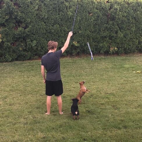 ألعاب الكلاب التفاعلية من أمييس - عمود مغازلة قابل للتمديد مع قطعتين من الحبال المضفرة للترفيه في الهواء الطلق والتدريب والتمرين in Kuwait