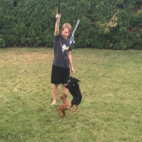 ألعاب الكلاب التفاعلية من أمييس - عمود مغازلة قابل للتمديد مع قطعتين من الحبال المضفرة للترفيه في الهواء الطلق والتدريب والتمرين in Kuwait