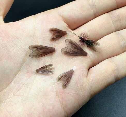 36pcs Realistic Caddis Wings 2sizes Mixed Pre-Cut Fly Tying Wings Materials DIY in Kuwait