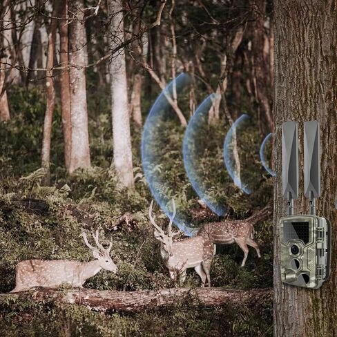 Cellular Trail Camera Upgrade Replacement SMA Male Antenna Booster for Spypoint LM2 Flex Flex-S Flex-M Flex-Dark Flex G-36 Moultrie Spartan Covert Muddy 4G LTE Cellular Trail Camera, 2-Pack in Kuwait