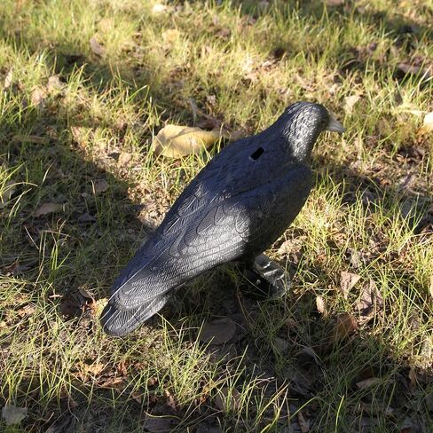 Plastic Crow Decoy w/Feet for Hunting, Realistic Full Body with Stake in Saudi Arabia