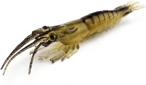 Pack of 10 2.75" Shrimp Lures Soft Plastic Bait Simulation Prawn Saltwater Hooks in Kuwait