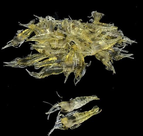 10Pcs Soft Artificial Shrimp Lures, Realistic 4cm Grass Shrimp Bait for Saltwater and Freshwater Fishing, Lifesize Design with Natural Action in Kuwait