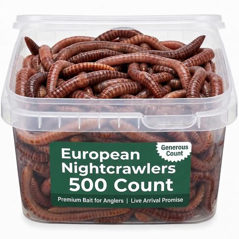 500 Count Super Red European Nightcrawlers for Composting and Garden Soil Aeration Large Nightcrawlers Improve Soil Structure and Quality for Healthier Gardens in Saudi Arabia