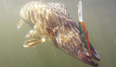 Berkley Flicker Minnow Fishing Lure, Flashy Perch, 1/3 oz, 3 1/2in | 9cm Crankbaits, Realistic Minnow Profile, Sharp Dive Curve Gets to Fish Quickly, Equipped with Fusion19 Hook in Kuwait