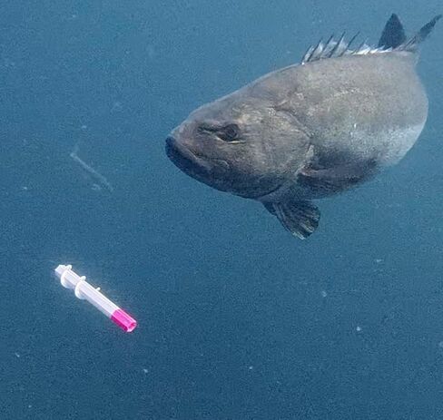 AquaJoy™ Spiral X Spearfishing Throw Flasher PLA ذاتي التحكم في الدوران في النزول طعم صيد فلاش مع ذيل تنين متغير الألوان لصيد الأسماك بالرمح والصيد/صيد الأسماك in Kuwait