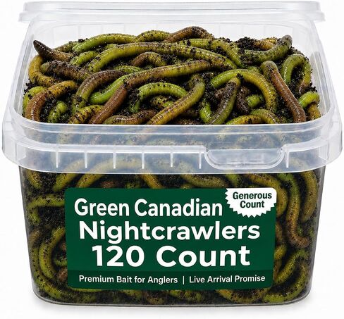 120 Green Canadian Nightcrawlers (4-6 inch) Worm-Glo Treated Fishing Bait in Kuwait