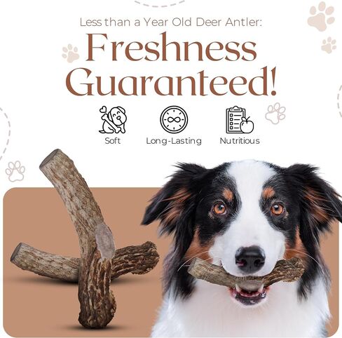 Premium White Tail Deer Antler Dog Chews, 100% All Natural, Naturally Shed Antlers, Select Cut to Size, Sanded Smooth, Dog Bones (5 Pack) (Small) in Saudi Arabia