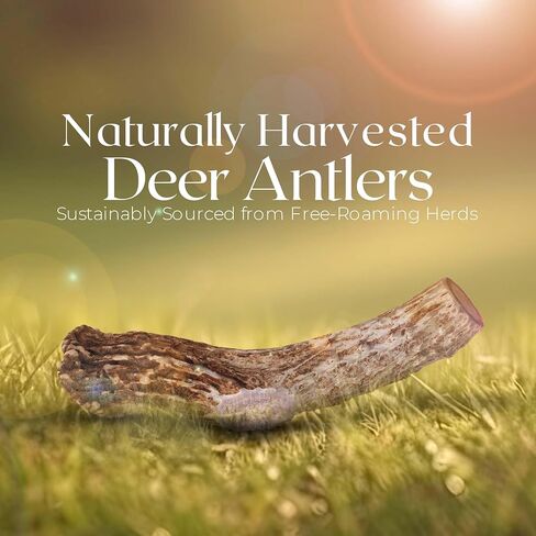 Premium White Tail Deer Antler Dog Chews, 100% All Natural, Naturally Shed Antlers, Select Cut to Size, Sanded Smooth, Dog Bones (5 Pack) (Small) in Saudi Arabia