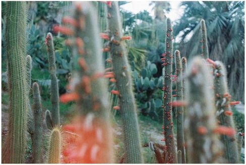 Dubblefilm Solar ISO 200 Film, 35mm, 36 exp in Saudi Arabia