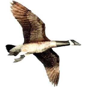 Jackite Inc. Canada Goose Flying Goose Decoy