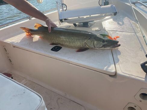 MIZUGIWA 12" Pike Musky Dawg Soft Plastic Swimbait in Kuwait