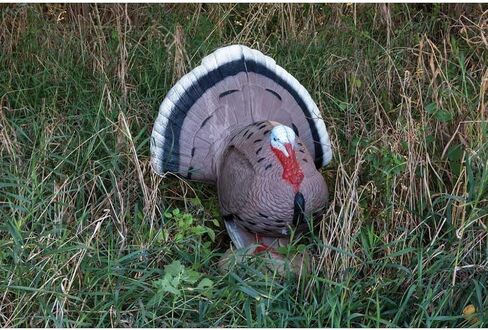 Rinehart Signature Strutting Turkey 3D Archery Target, Broadhead Compatible in Saudi Arabia