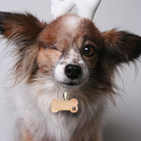 nuatpetin 4 حزمة علامات الكلب الفارغة للنقش بالليزر، شخصية العظام شكل الحيوانات الأليفة القط معرف العلامة الفولاذ المقاوم للصدأ طوق الكلاب قلادة، مزدوجة من جانب المعادن هريرة جرو اسم الهاتف تسمية العلامة سحر لجميع الحيوانات الأليفة in Kuwait