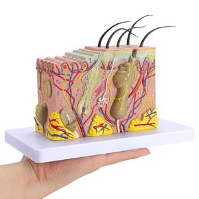 faruijie Human Skin Model 35x - 35 Times Skin Structure Anatomical Model Skin Color Model Teaching Medical Model