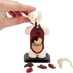 Human Anatomy Model | 32 Piece Human Body Puzzle | Perfect for Anatomy Study | Build Your Own Anatomy Museum | Torso Anatomy Model for Learning | Great Gift for Nurse, Dentist, Medical Students