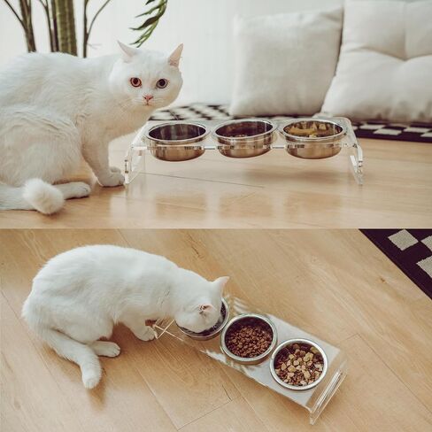 Tilted Raised Elevated Food and Water Bowls Stand for Cat or Small Dogs - Puppy's Clear Acrylic Stainless Steel Dishes Holder for Boy or Girl Pet,Modern,Durable and Easy to Clean by WBhonghui (Black) in Saudi Arabia