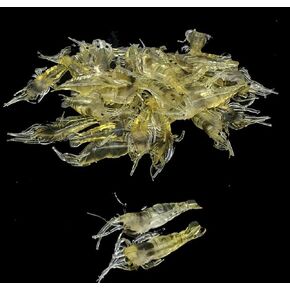10Pcs Soft Shrimp Bait Fishing Gear Simulation Fake Bait Grass Shrimp Lures Cost-Effective Convenient Soft Lures, Baits and Attractants Fishing Soft Plastic Lures Hunting and Fishing（4cm） in Saudi Arabia