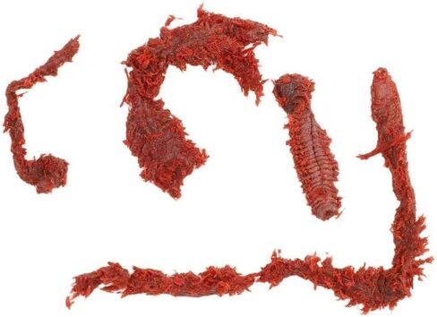 85pcs Red Silicone Sandworm Bait for Saltwater Fishing in Kuwait