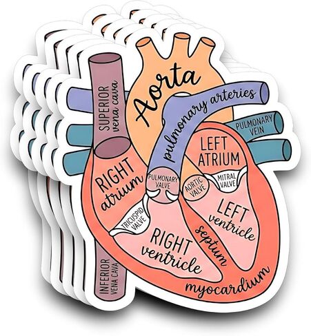 (5pcs) Anatomical Heart Sticker, Nurse Stickers, Heart Anatomy Stickers 3 Inch, Heart Anatomy Sticker, Waterproof Vinyl Decal for Laptop, Water Bottles, Phone, Car in Saudi Arabia