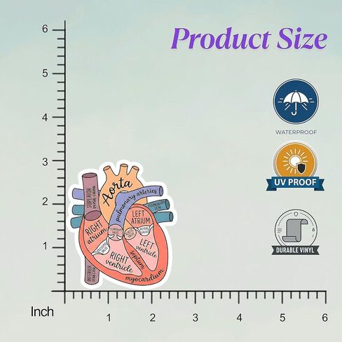 (5pcs) Anatomical Heart Sticker, Nurse Stickers, Heart Anatomy Stickers 3 Inch, Heart Anatomy Sticker, Waterproof Vinyl Decal for Laptop, Water Bottles, Phone, Car in Saudi Arabia