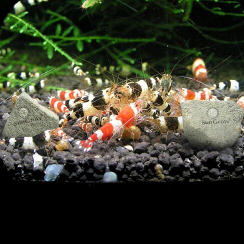 SunGrow Shrimp Rocks, for Crayfish, Hermit Crab, Snails, Crystal Red, Amano, and Ghost Shrimps (60 Grams) in Kuwait