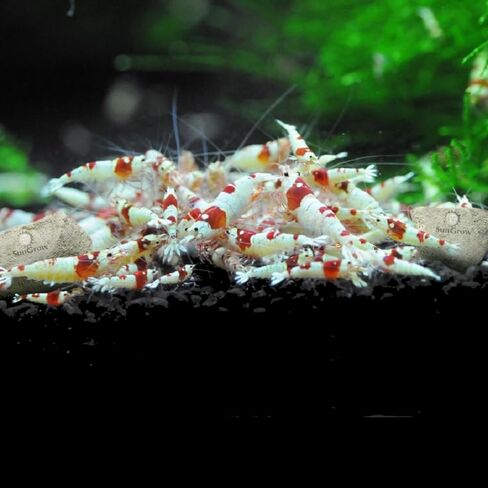 SunGrow Shrimp Rocks, for Crayfish, Hermit Crab, Snails, Crystal Red, Amano, and Ghost Shrimps (60 Grams) in Kuwait