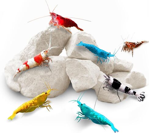 SunGrow Shrimp Rocks, for Crayfish, Hermit Crab, Snails, Crystal Red, Amano, and Ghost Shrimps (60 Grams) in Kuwait