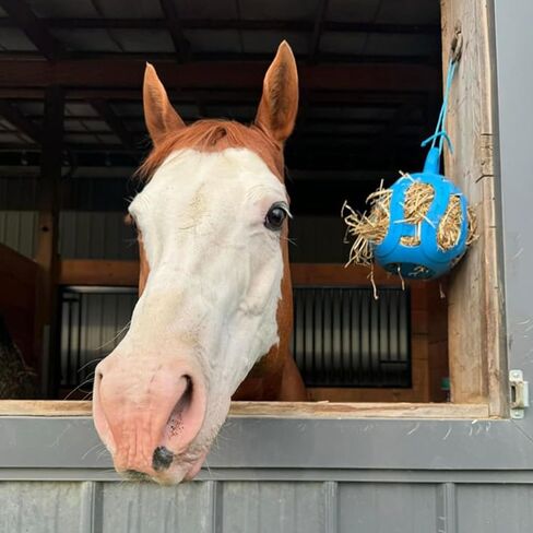 Horsemen's Pride Jolly Hay Ball Horse Stall Toy, 8 in, Blue in Saudi Arabia