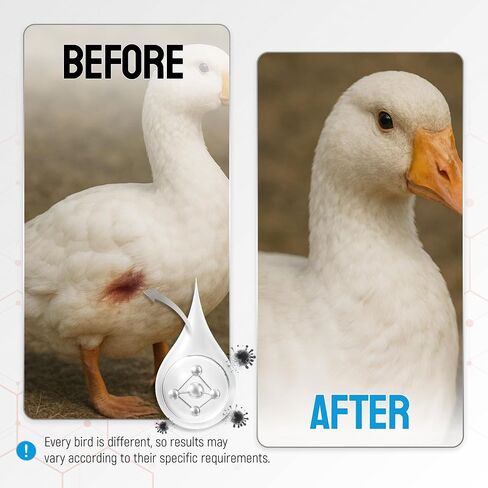 SILVER GRADE Wound Spray for Chicken – Birds & Chicken Antibiotics Alternative to Help with Pecking Sores, Bumblefoot, Cuts – Poultry Spray with Silver – GMOs Free – 4-Oz Bottle in Saudi Arabia