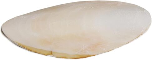 Prevue Pet Products Bpv1143 5-Inch Bird Cuttlebone, Medium in Kuwait