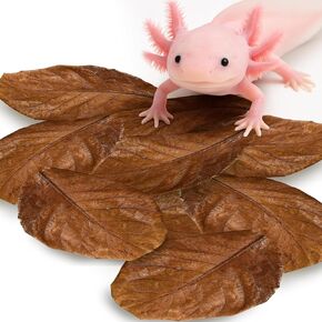 SunGrow 10 Pack Axolotl Indian Almond Leaves for Aquarium, 5-Inches, Catappa Leaf Soothes Pet’s Slime Skin, Aquarium Water Conditioner Leaves Improves Tank Water Quality, Speeds Up Recovery Process in Saudi Arabia