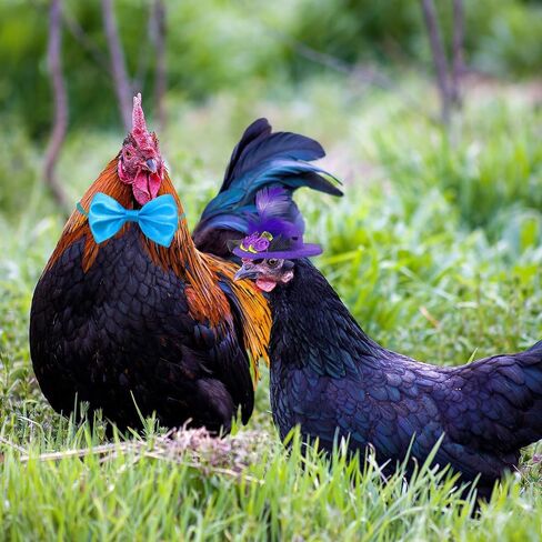6-Pack Bow Ties for Chickens, Birds, Hamsters & Small Animals in Kuwait